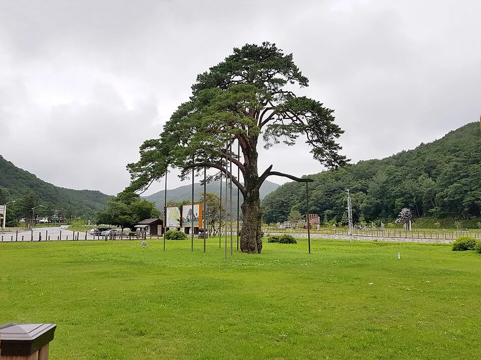 Jeongipum Pine Tree near Songnisan
