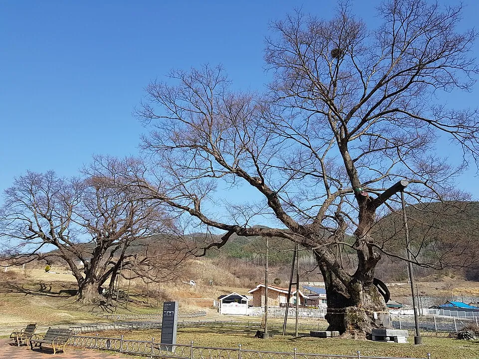 Old zelkova trees at Oga-ri in Goesan