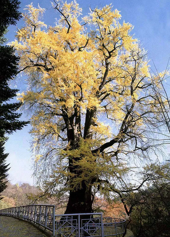 The old ginkgo tree at Yongmunsa Temple in Yangpyeong.