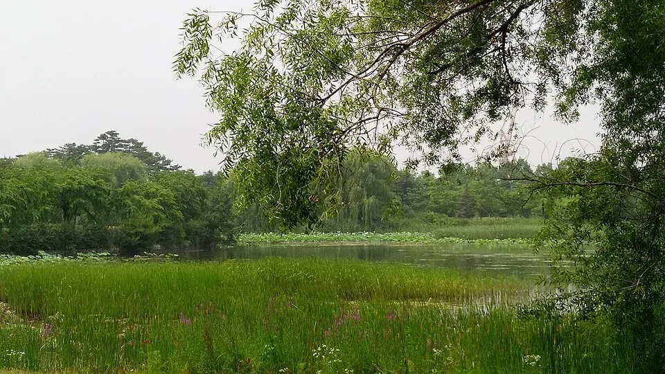 Wetland reeds at Ilsan Lake Park.