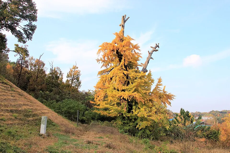 Ginkgo tree at the Nowon-ri heron breeding ground