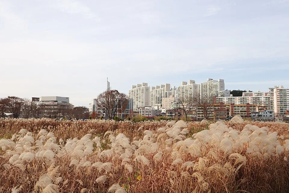 Silvergrass at Taehwagang National Garden in Ulsan.
