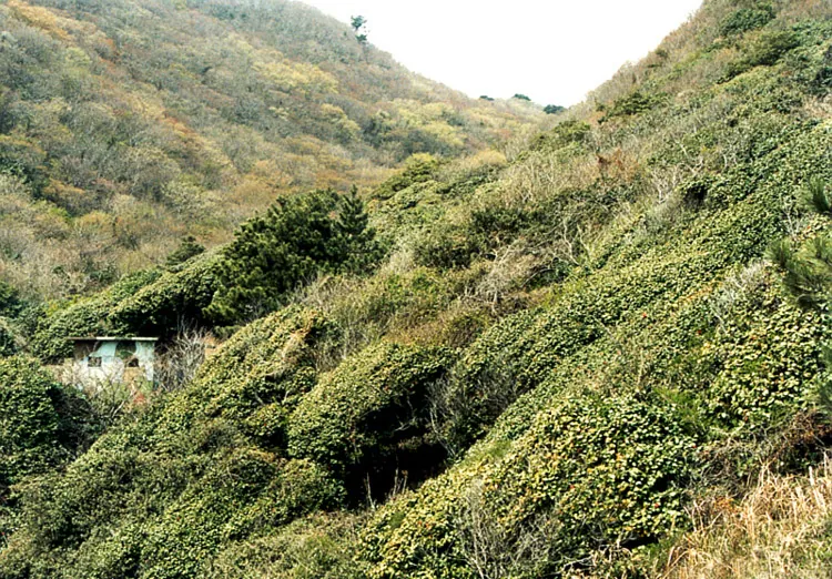 Camellia grove on Gadeokdo Island