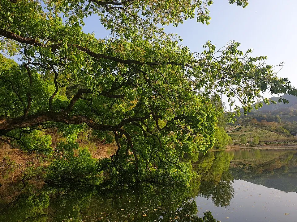 Bangokji Pond, Gyeongsan