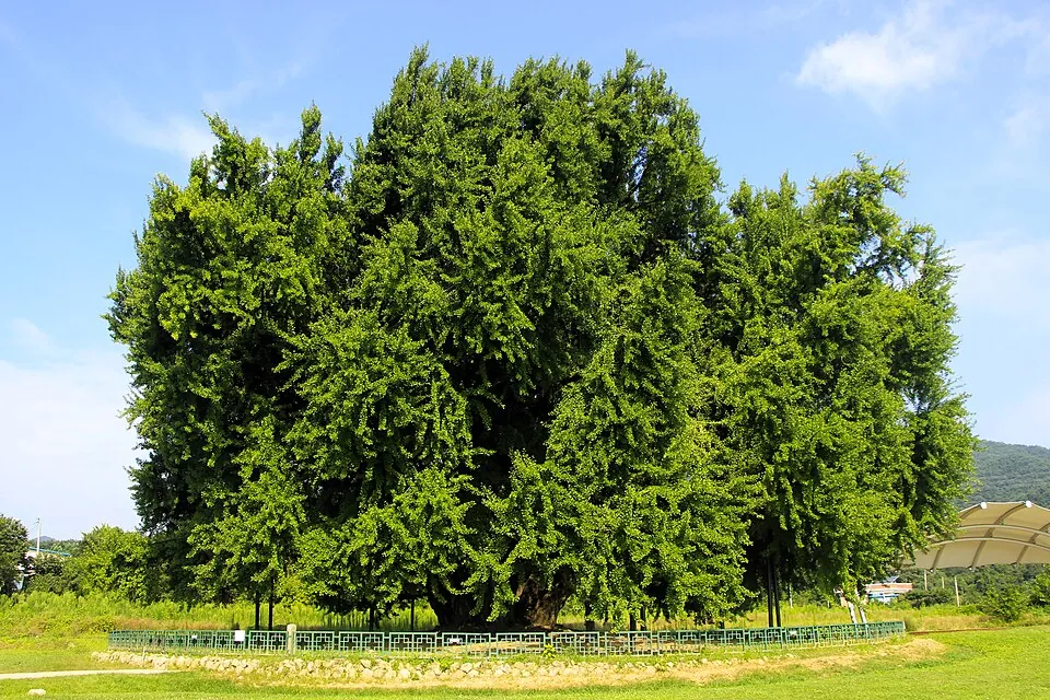The old ginkgo tree at Bangye-ri in summer