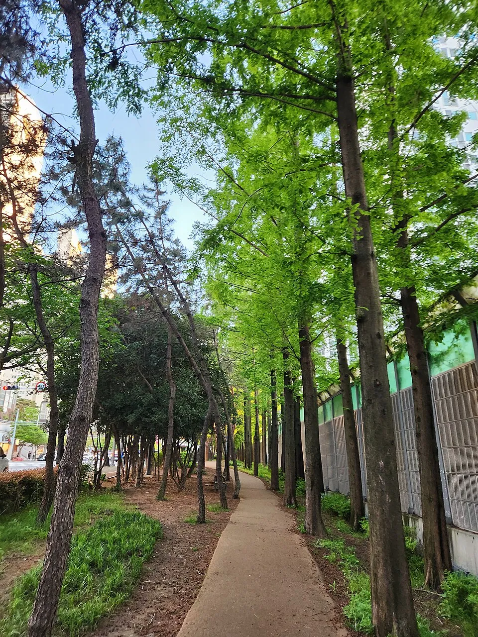 Forest road in Hwamyeong