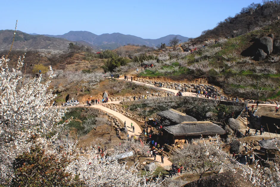 Maehwa Village in spring, Gwangyang