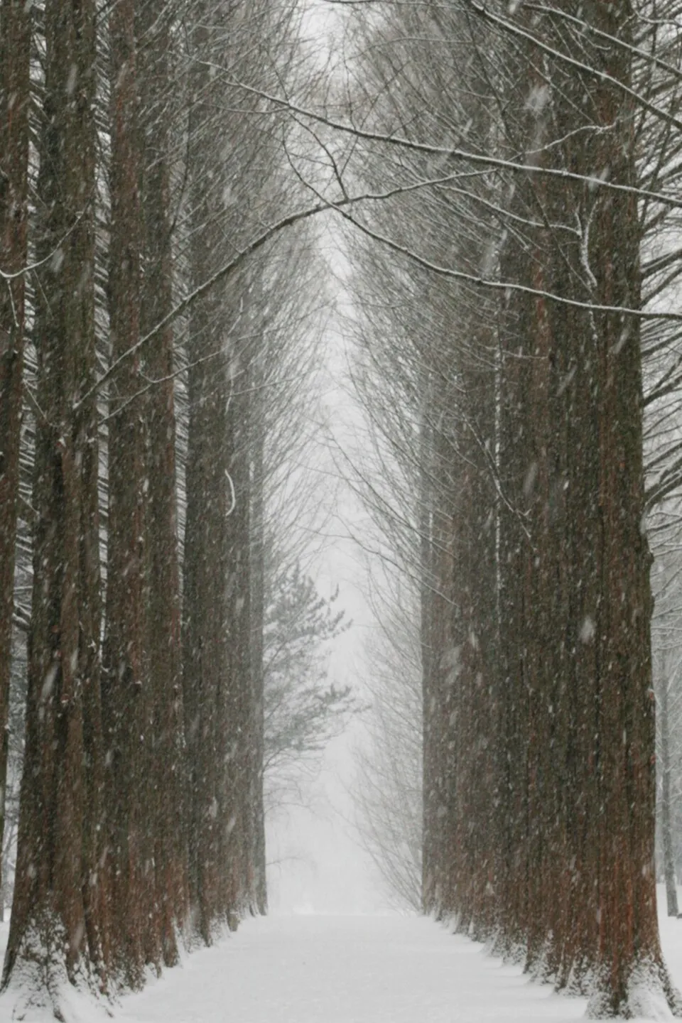 Metasequoia avenue on Nami Island in winter