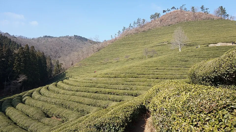 Daehan Dawon tea fields, Boseong