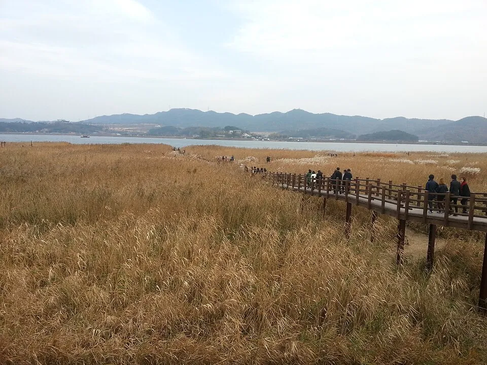 Boardwalk through Sinseong-ri Reed Field in autumn