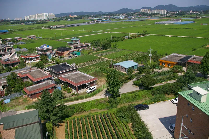 Rice fields around Anseong.