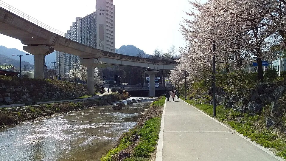 Cherry blossoms along Hoeryongcheon Stream in Uijeongbu.