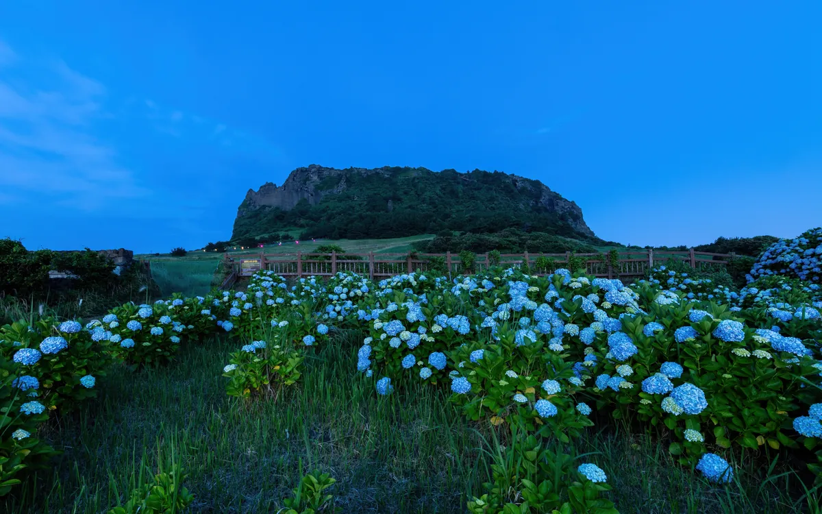 Hydrangeas overlooking Seongsan Ilchulbong at blue hour on Jeju Island.