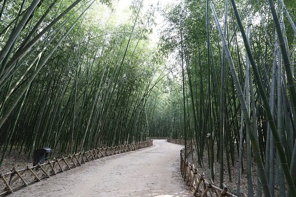 A winding path through the bamboo forest at Taehwagang National Garden in Ulsan